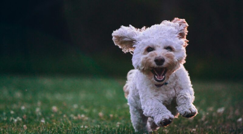 Happy dog outdoors