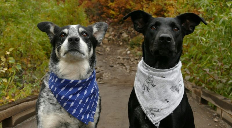 Dog wearing a bandana