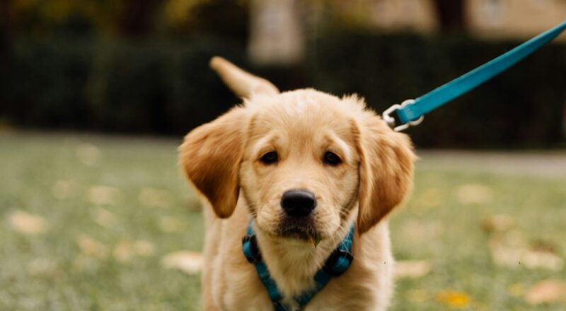 Dog on a leash during a walk